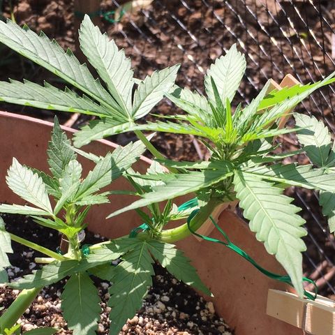 Alaska 47 auto growlog timeline photo