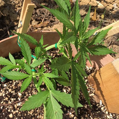 Alaska 47 auto growlog timeline photo
