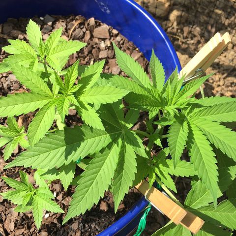 The Cheese growlog timeline photo