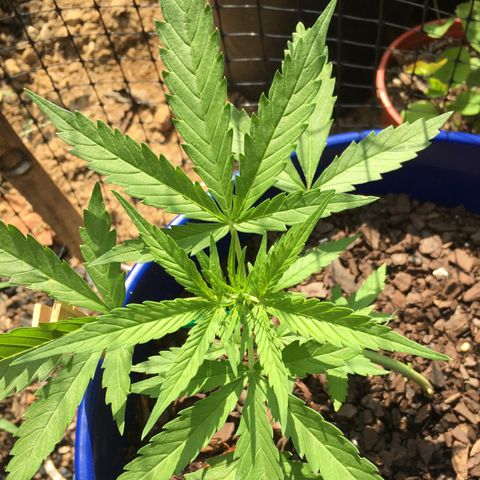 Candy cream auto growlog timeline photo