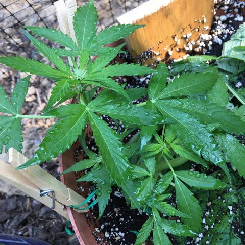 Alaska 47 auto growlog timeline photo