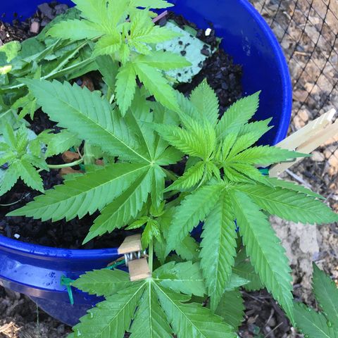The Cheese growlog timeline photo