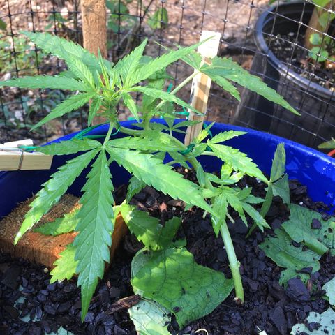 Candy cream auto growlog timeline photo