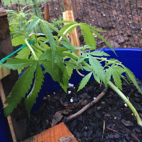 Candy cream auto growlog timeline photo