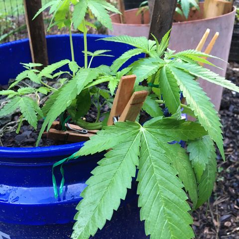 The Cheese growlog timeline photo