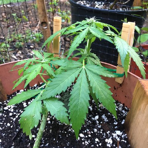 Alaska 47 auto growlog timeline photo