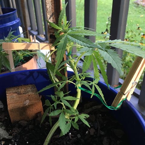 Candy cream auto growlog timeline photo