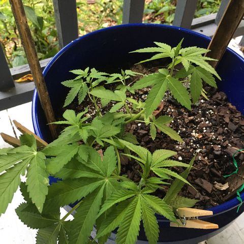 The Cheese growlog timeline photo