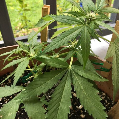 Alaska 47 auto growlog timeline photo