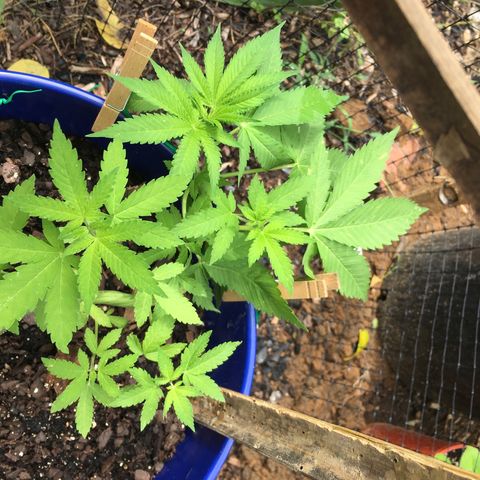 The Cheese growlog timeline photo