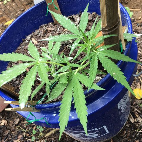 Candy cream auto growlog timeline photo