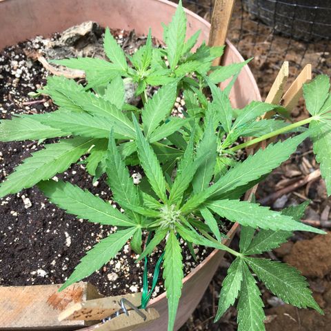 Alaska 47 auto growlog timeline photo