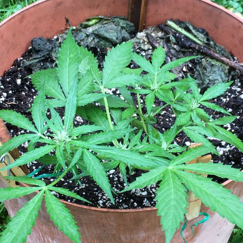 Alaska 47 auto growlog timeline photo