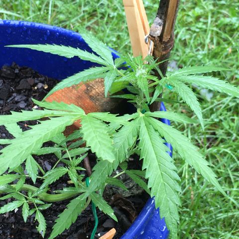 Candy cream auto growlog timeline photo