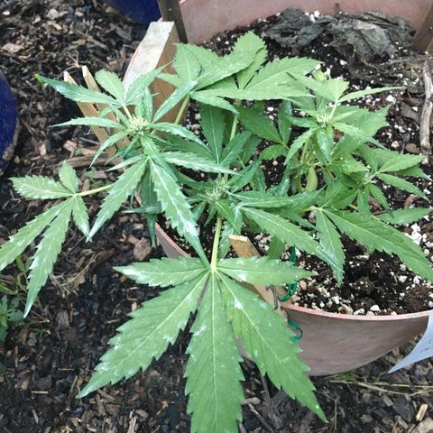 Alaska 47 auto growlog timeline photo
