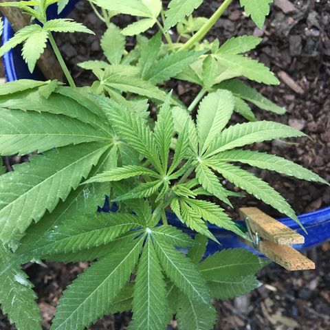 The Cheese growlog timeline photo