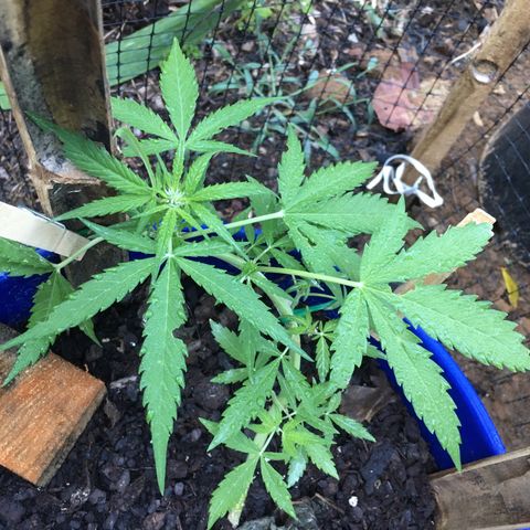 Candy cream auto growlog timeline photo