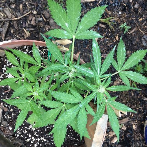 Alaska 47 auto growlog timeline photo