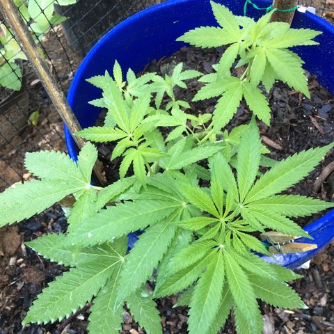 The Cheese growlog timeline photo