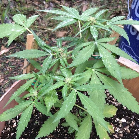 Alaska 47 auto growlog timeline photo