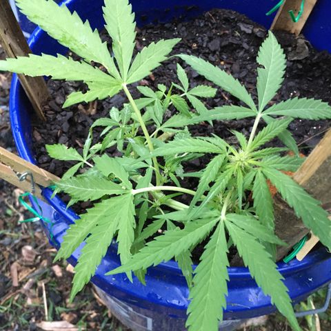 Candy cream auto growlog timeline photo