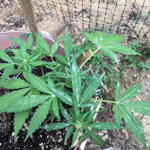 Alaska 47 auto growlog timeline photo