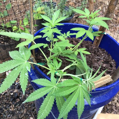 The Cheese growlog timeline photo