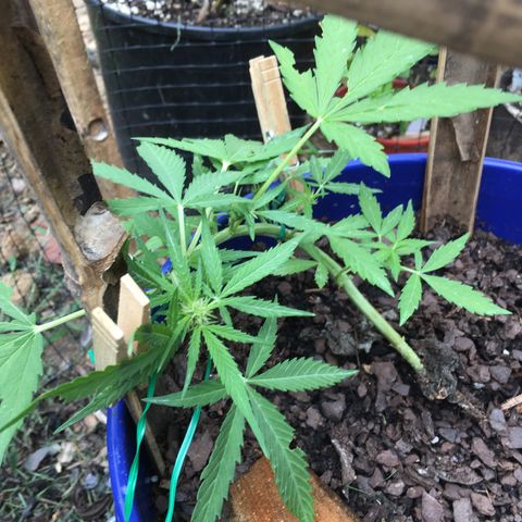 Candy cream auto growlog timeline photo