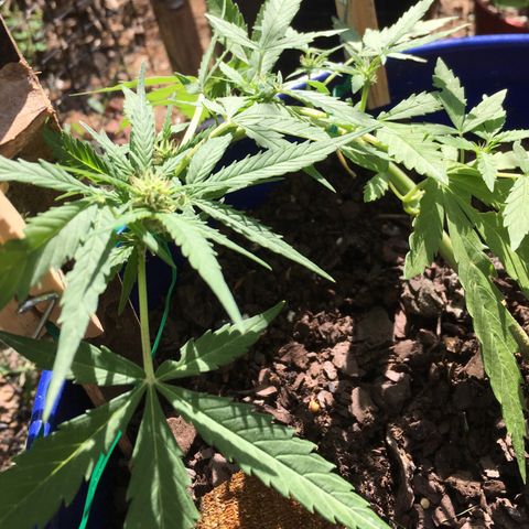 Candy cream auto growlog timeline photo