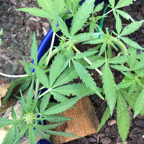Candy cream auto growlog timeline photo