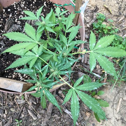 Alaska 47 auto growlog timeline photo