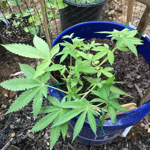 The Cheese growlog timeline photo