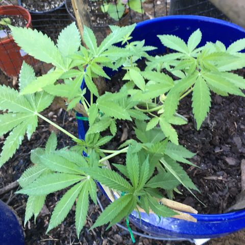 The Cheese growlog timeline photo