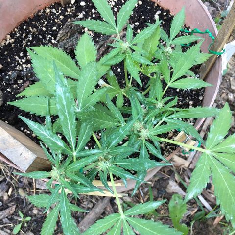 Alaska 47 auto growlog timeline photo