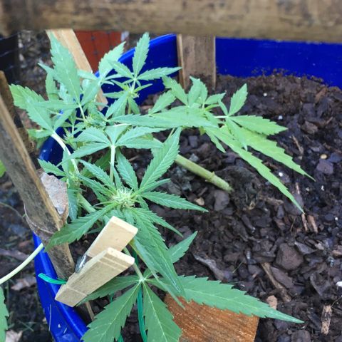 Candy cream auto growlog timeline photo