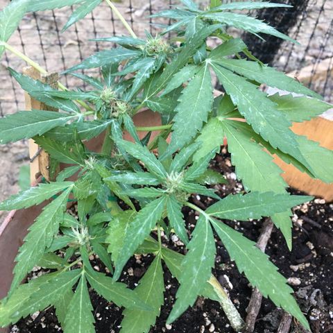 Alaska 47 auto growlog timeline photo