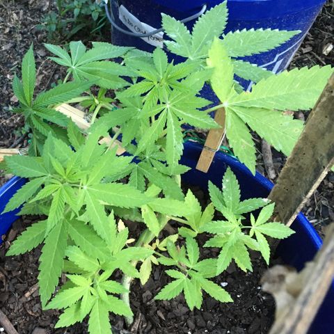 The Cheese growlog timeline photo