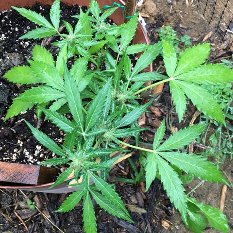 Alaska 47 auto growlog timeline photo