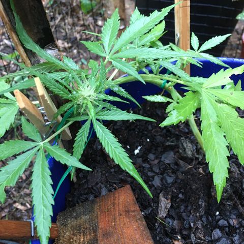 Candy cream auto growlog timeline photo