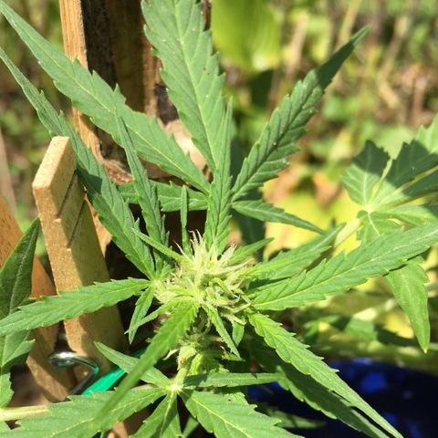Candy cream auto growlog timeline photo