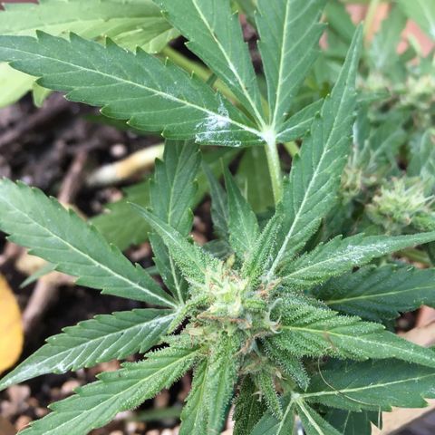 Alaska 47 auto growlog timeline photo