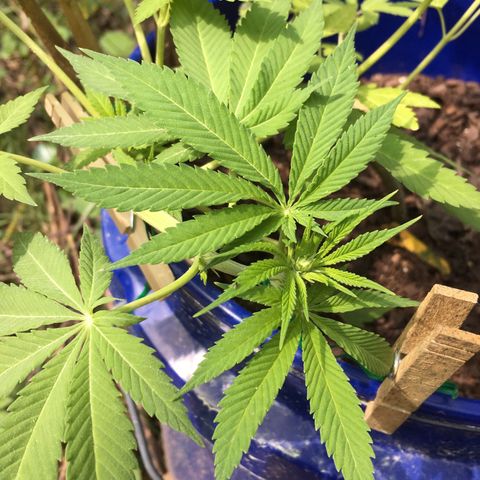 The Cheese growlog timeline photo