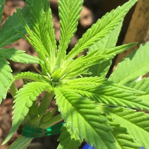 The Cheese growlog photo: Finally in flower 🌺 