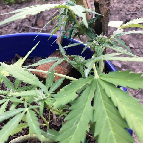 Candy cream auto growlog timeline photo
