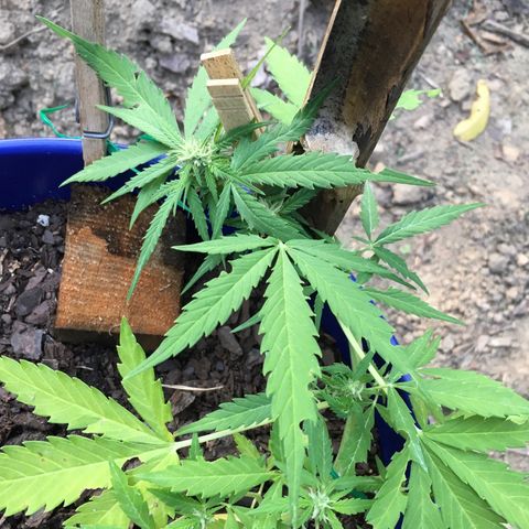 Candy cream auto growlog timeline photo