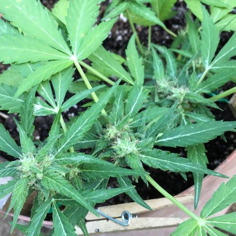 Alaska 47 auto growlog timeline photo