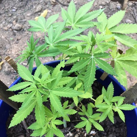 The Cheese growlog timeline photo