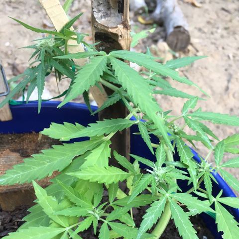 Candy cream auto growlog timeline photo