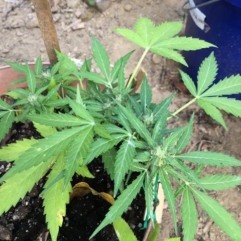 Alaska 47 auto growlog timeline photo
