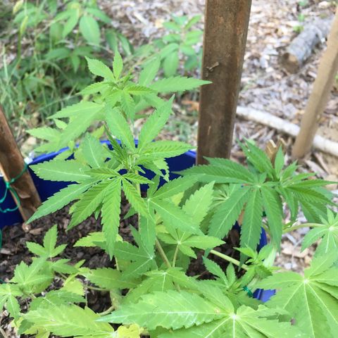 The Cheese growlog timeline photo
